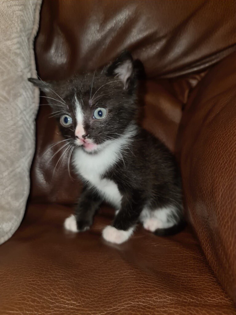 6 week old kittens for sale near me